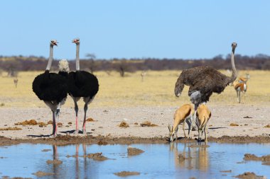 Ostriches and sprinbok at the waterhole clipart