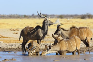 Kudu'nın içme suyu