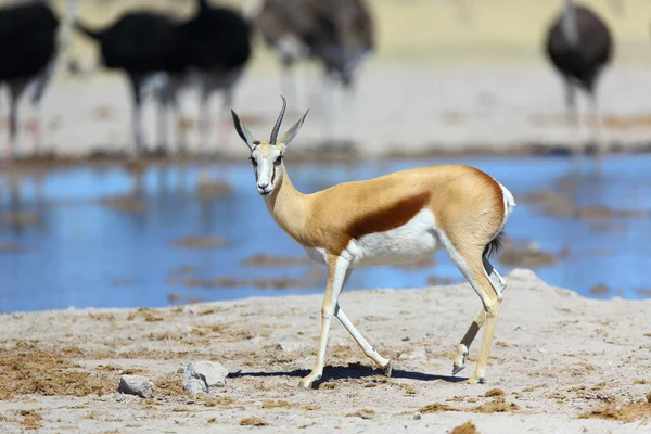 Springbok met één hoorn op de waterput — Stockfoto