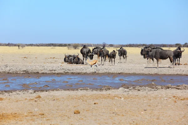 Blue wildebeest and springbok at waterhole — Stock Photo, Image