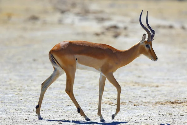 Impala bij de waterput — Stockfoto