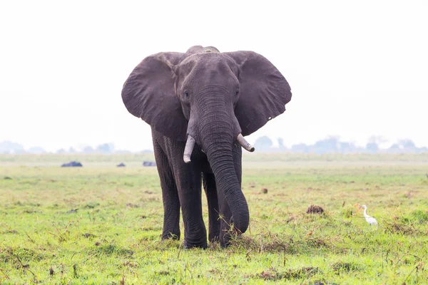 Elefant på ön i Chobe River — Stockfoto