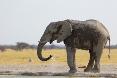 Fil içme suyu ziyarette200
