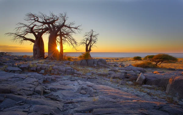 Baobabs bei Sonnenaufgang — Stockfoto