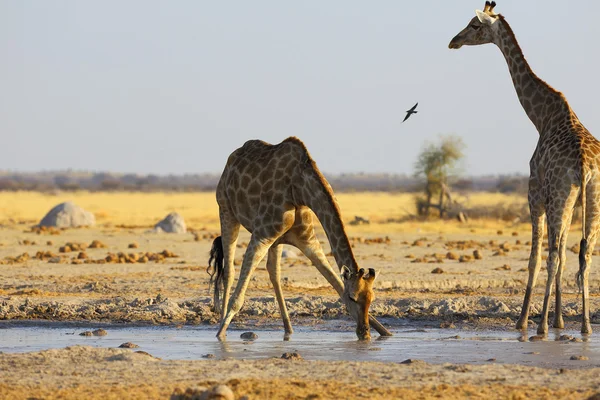 Giraffa acqua potabile presso la pozza d'acqua — Foto Stock