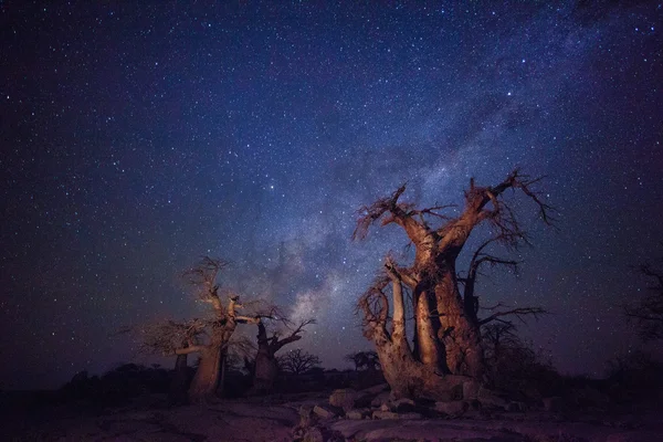 Baobabs bajo la Vía Láctea —  Fotos de Stock