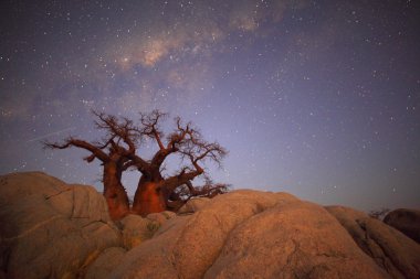 Baobab tree under the milky way clipart
