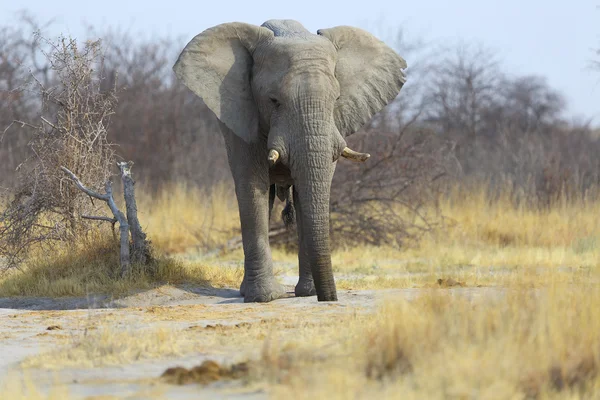 Elefante água potável de um buraco — Fotografia de Stock