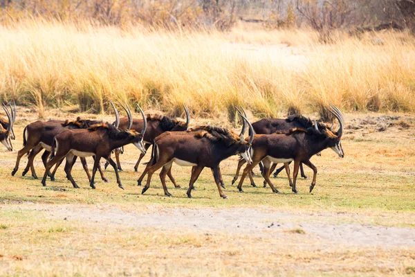 Antilopes de Sable à Mahango GR — Photo