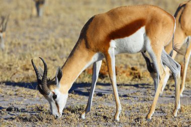 springbok otlatma