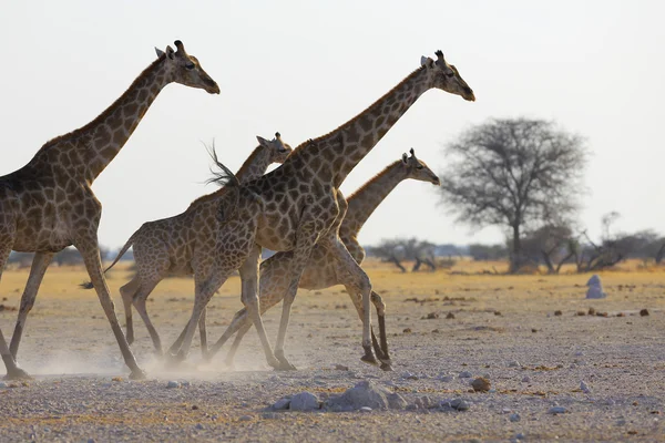 La jirafa corre — Foto de Stock