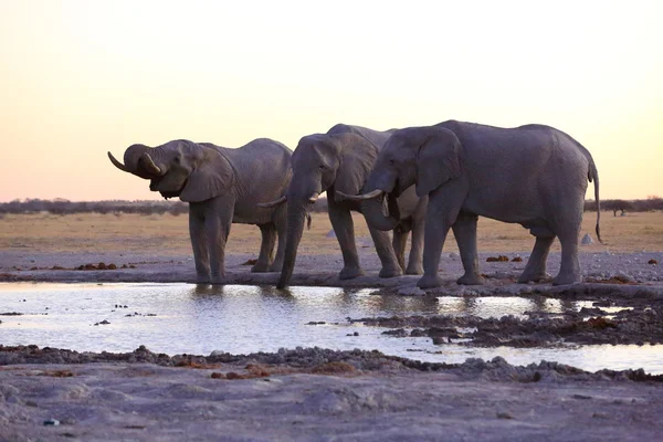 Elephants drinking water — Stock Photo, Image