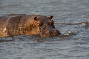 chobe nehir su aygırı