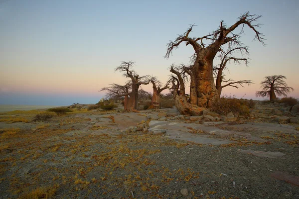 Baobab Árboles en la isla de Kubu — Foto de Stock