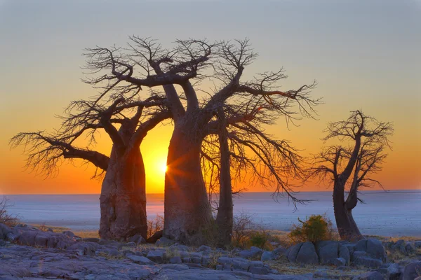 Baobás ao nascer do sol na ilha de Kubu — Fotografia de Stock