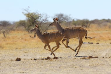 Kudu'nın koşu