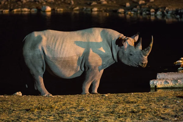 Black rhino at the water at night — Stock Photo, Image