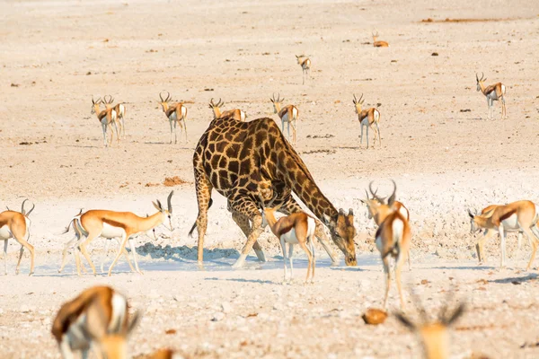 Giraffe drinking water in Etosha NP — Stock Photo, Image