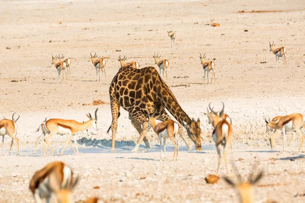 Jirafa de agua potable en Etosha NP — Foto de Stock