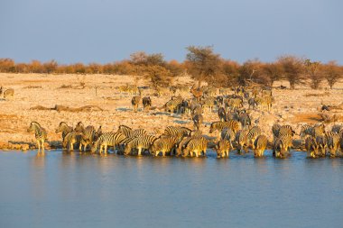 Zebra'nın içme suyu