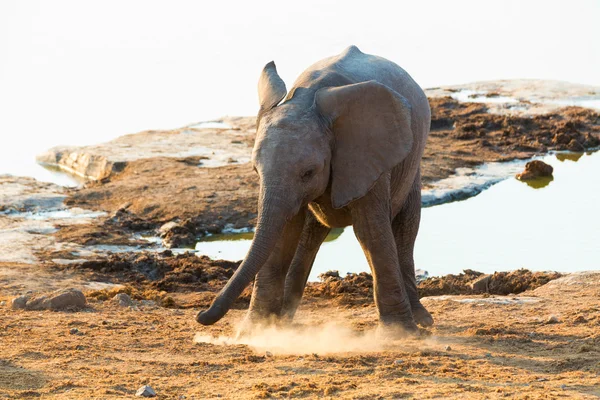 Unga elefant spelar — Stockfoto