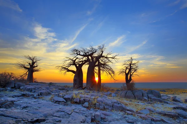 Kubu gündoğumu, üzerinde baobabs