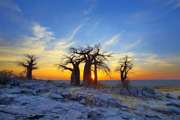 Baobaby na Kubu na wschód — Zdjęcie stockowe