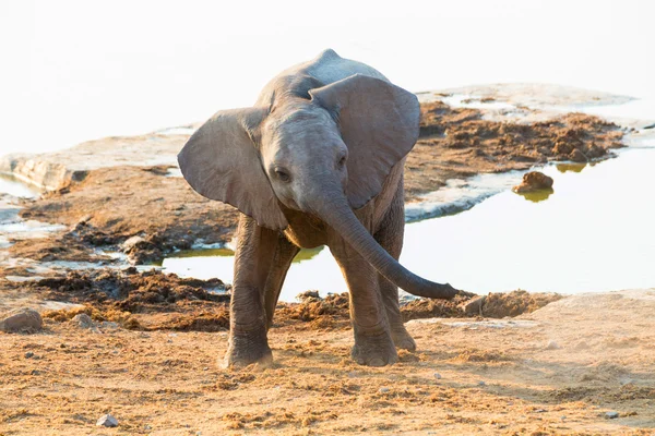 Young Elephant at the waterhole — Stock Photo, Image