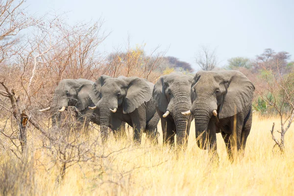 Mahango Nr에 코끼리 — 스톡 사진