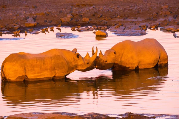 Dois rinocerontes negros no poço — Fotografia de Stock
