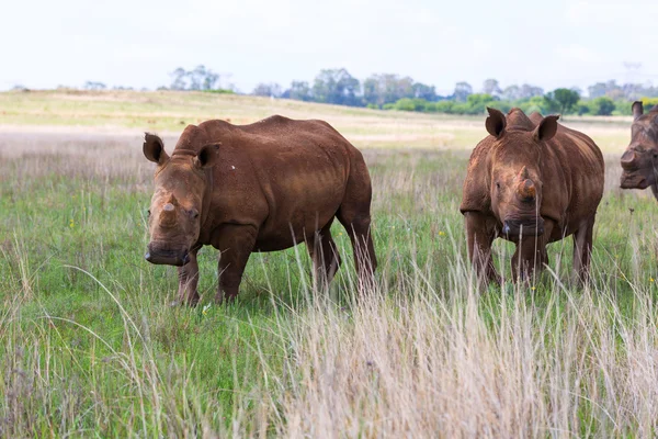 Rhinocéros blancs à Rietvlei NR — Photo