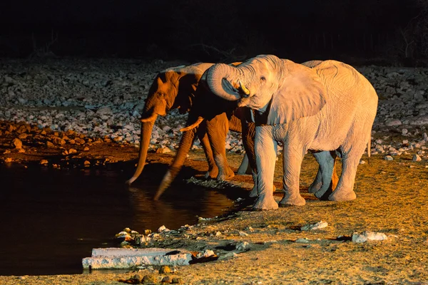 Elephants at the waterhole — Stock Photo, Image