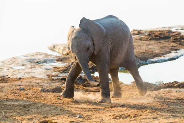 Young elephant dancing — Stock Photo, Image