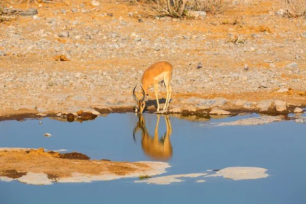 Impala drinking water — Stock Photo, Image