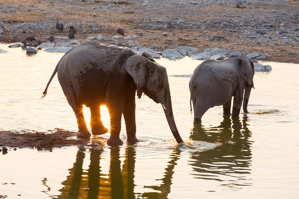 Reflecterende zonsondergang en olifanten op het water — Stockfoto