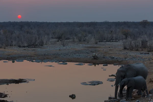 Elephants drinking water at sunset — Stock Photo, Image