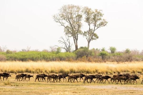 A Herd of Sable's walking — Stock Photo, Image