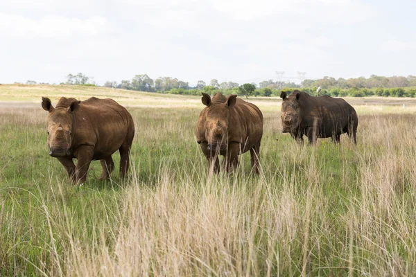 Tres rinocerontes blancos —  Fotos de Stock