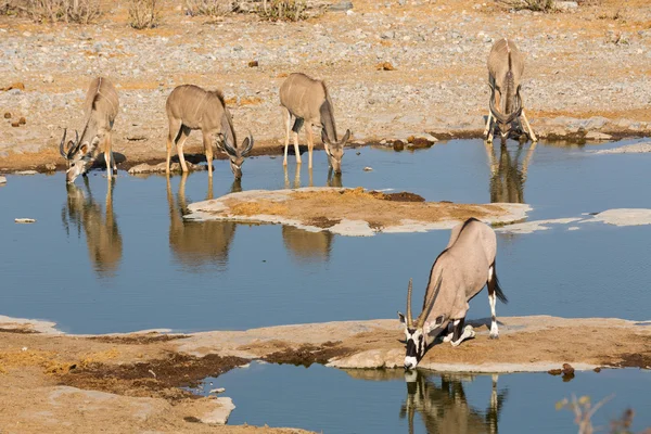 Oryx and kudu's drinking water — Stockfoto