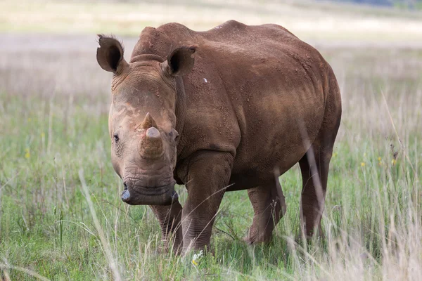 Белый носорог в Ретвлее — стоковое фото