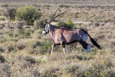 Oryx Karoo Np, Güney Afrika için