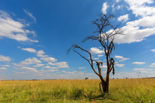 Dode boom tegen de blauwe hemel — Stockfoto