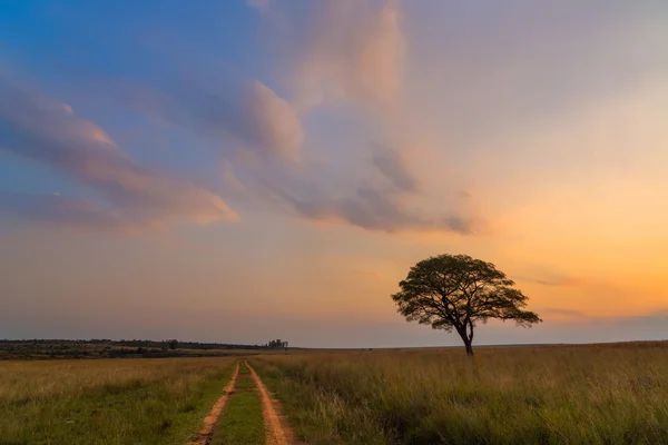 Yalnız ağaç geçmiş yol