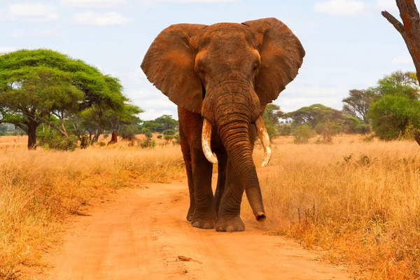 Elefante caminhando — Fotografia de Stock