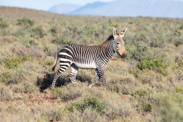 Mountain Zebra in Karoo NP — Stock Photo, Image