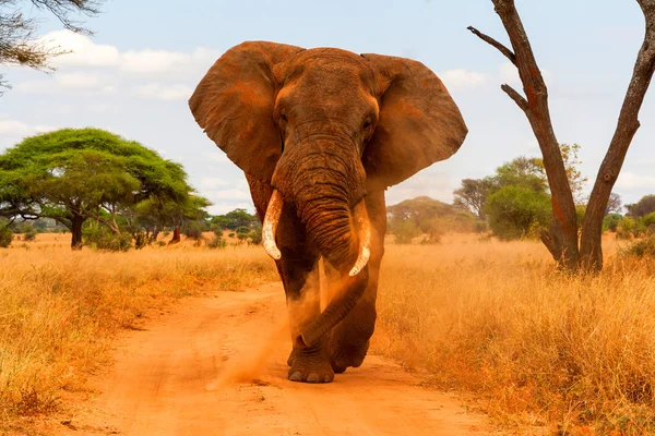 Elefante espanando e caminhando — Fotografia de Stock