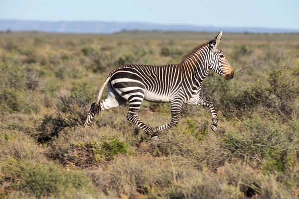 Berg Zebra Running — Stockfoto