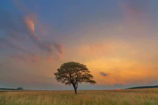Nuvens e pôr do sol em harmonia com a árvore — Fotografia de Stock
