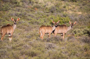 Kudus Karoo Np