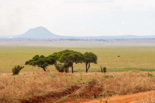 Tarangire Vista — Stock Photo, Image